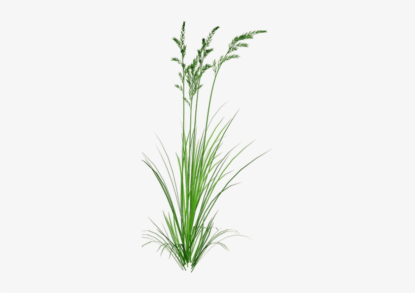 Beachgrass2 - Beach Grass Clip Art, transparent png download