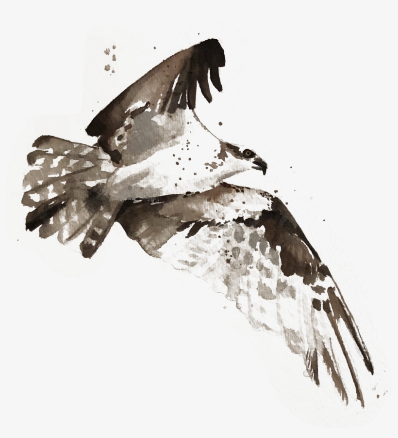 Join Us - Drawing, transparent png download