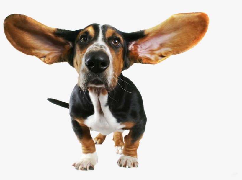 Dog Png - Basset Hound Ears, transparent png download