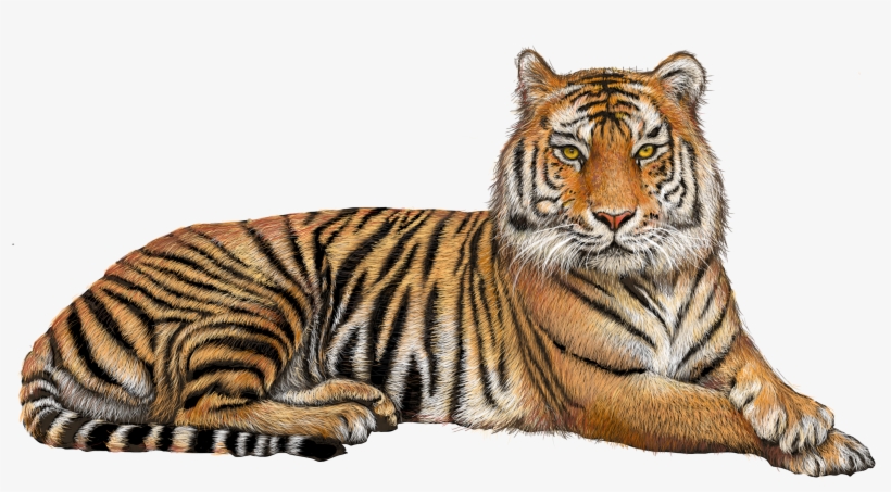 Transparent Background Tiger Png, transparent png download