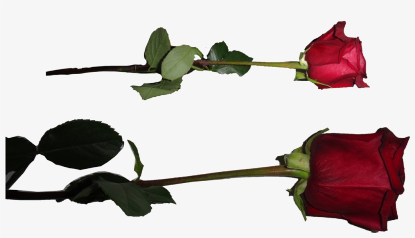 Rose Png By Starscoldnight By Starscoldnight On Clipart - Png Transparent Rose Png, transparent png download