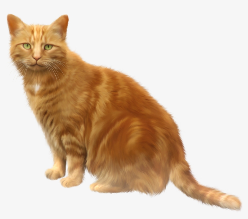 Cat Png 11 - Orange Cat Transparent Background, transparent png download