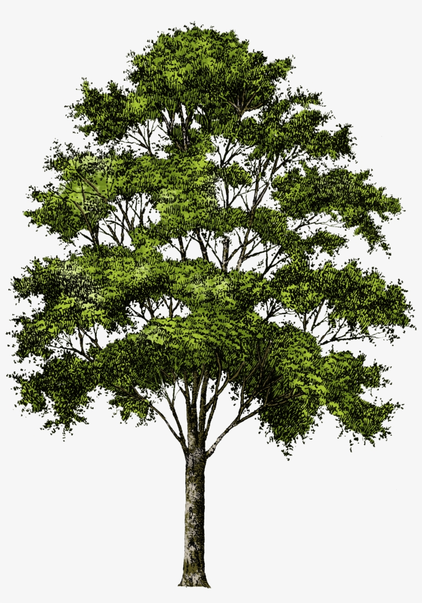 Clipart Tree Collection Png - Transparent Background Tree Png, transparent png download