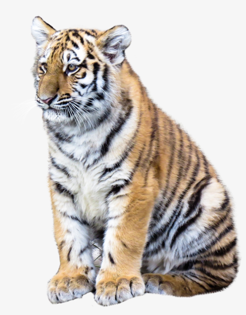 Tiger Png Transparent Image - Png Tiger Full Hd, transparent png download