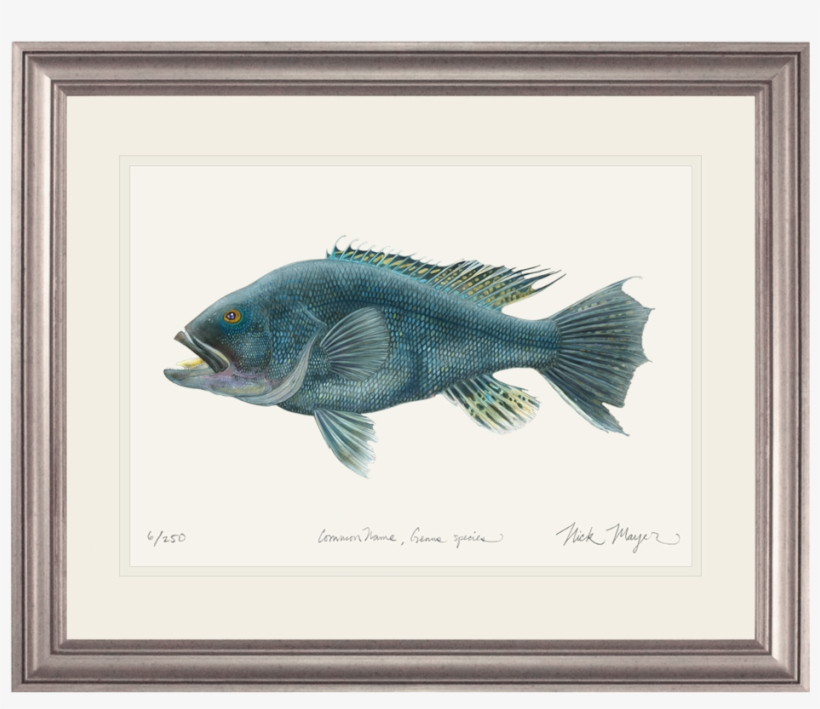 Black Sea Bass Original Watercolor Painting - Painting Of A Salmon, transparent png download