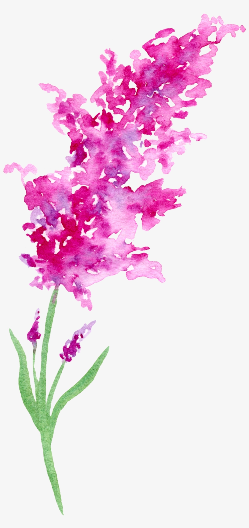 0℃素材44 - Flower Natalie Graham Artist, transparent png download