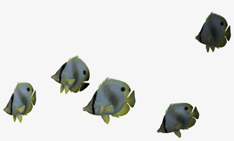 Ocean Fish Png File - Ocean Fish Png, transparent png download