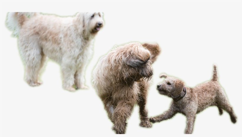 Playing-dogs - Dogs Playing Png, transparent png download