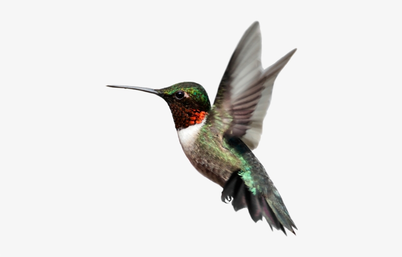 Birds Png Images Free Download Bird - Hummingbird Images Transparent Background, transparent png download