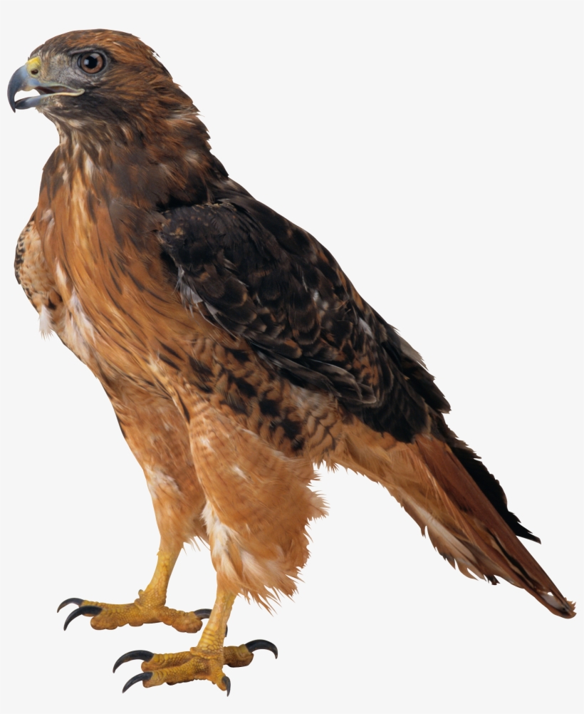 Eagle Png Image, Free Download - Sitting Eagle Png, transparent png download