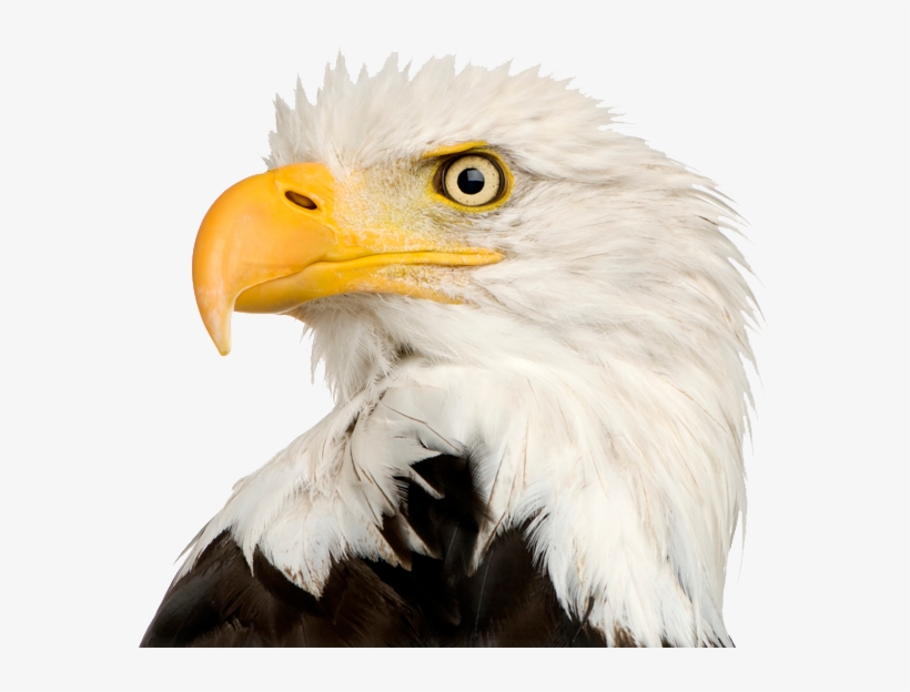 Bald Eagle Png Transparent - Eagle Head Png, transparent png download