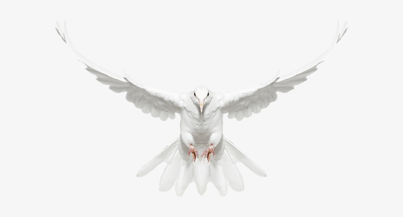 صور للتصميم دون تحميل - Dove Flying Towards You, transparent png download
