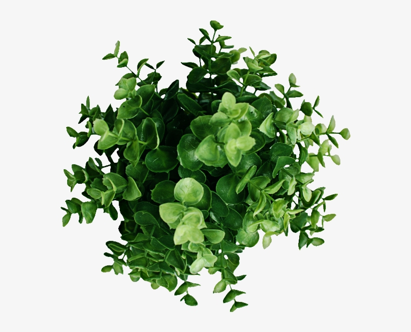 Plant Top View Png Image - Portable Network Graphics, transparent png download