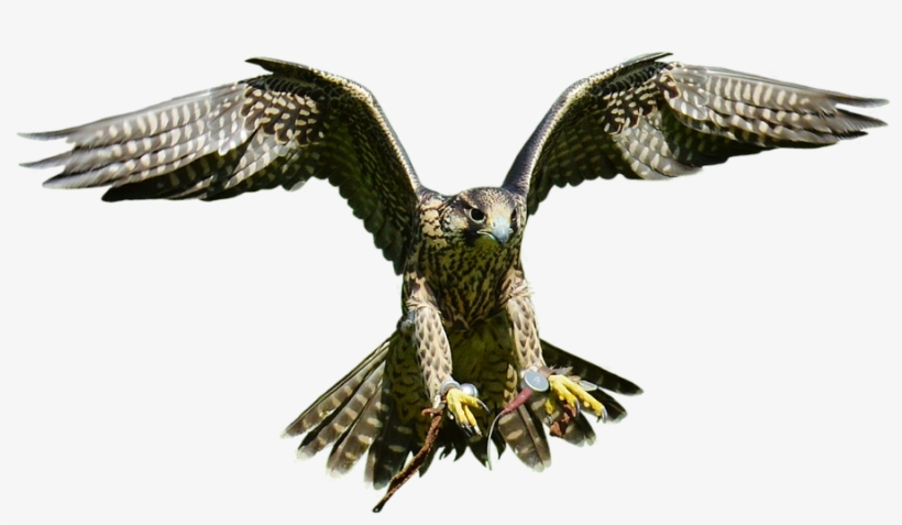 Download Free Falcon Birds Png Transparent Images Transparent - Hawk, transparent png download