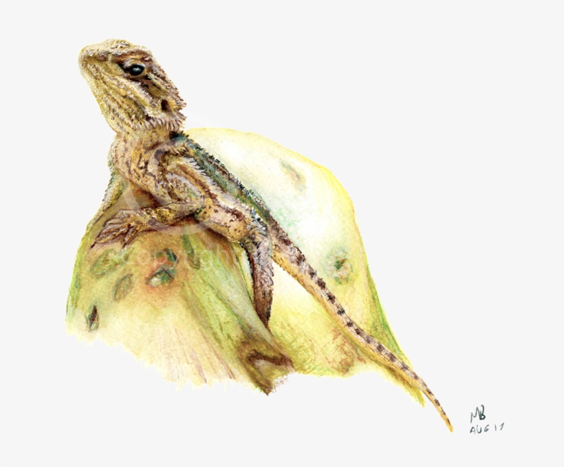 A Small Bearded Dragon Pet Portrait Hand-drawn In Watercolour - Portrait, transparent png download