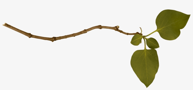 Branch Single Left - Branch Png, transparent png download