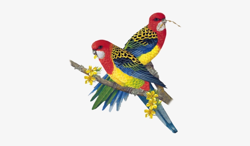 Birds Png Fils - Bird Paintings, transparent png download