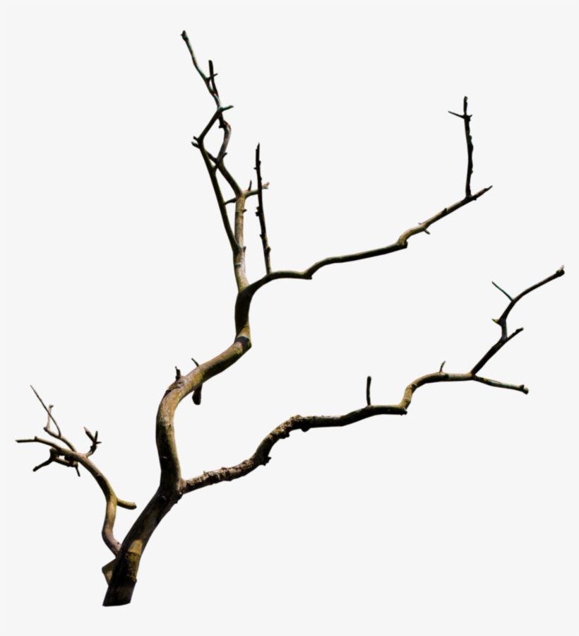 Old Branch Png - Branch Png, transparent png download