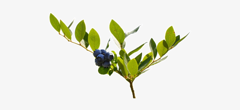 Watch Us Grow Jpg Free Library - Huckleberry, transparent png download