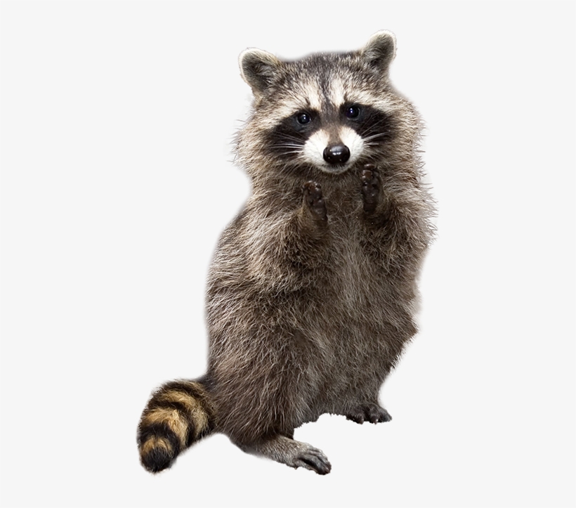 In The Last Year, Santa Cruz County Has Received Over - Raccoons Carrying A Cat, transparent png download