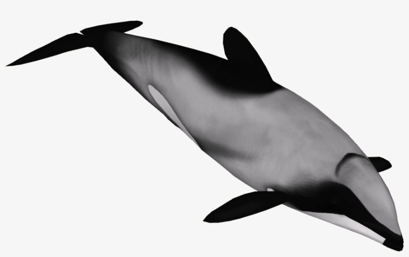 Hector's Dolphin 1 - Hector's Dolphin Png, transparent png download