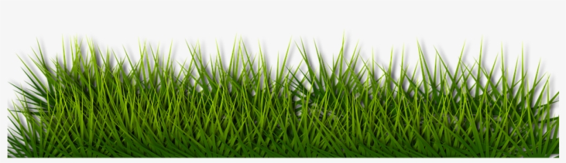 Background Border Grass Green Herb Landsca - Lawn, transparent png download