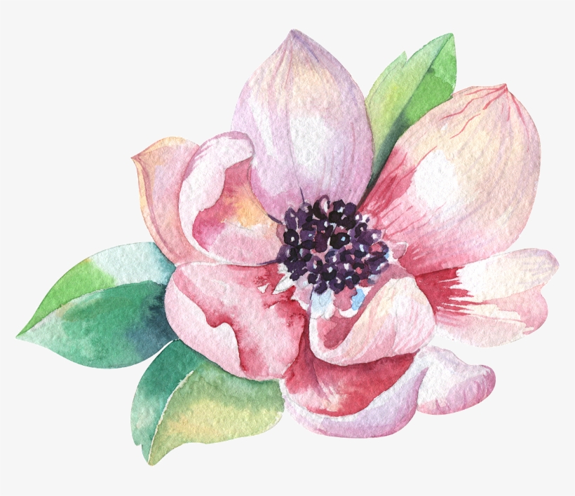 Magnolia - Home - Watercolor Magnolia, transparent png download