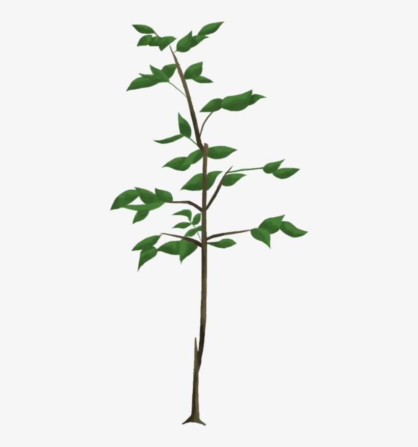 Oak Tree Oak Tree-sapling - Houseplant, transparent png download