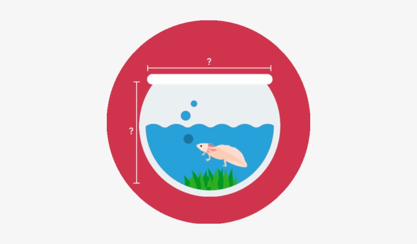 Axolotl Tank Size - Vector Graphics, transparent png download