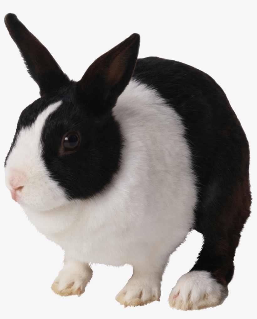 Black And White Rabbit Png Image - Black And White Rabbit Png, transparent png download