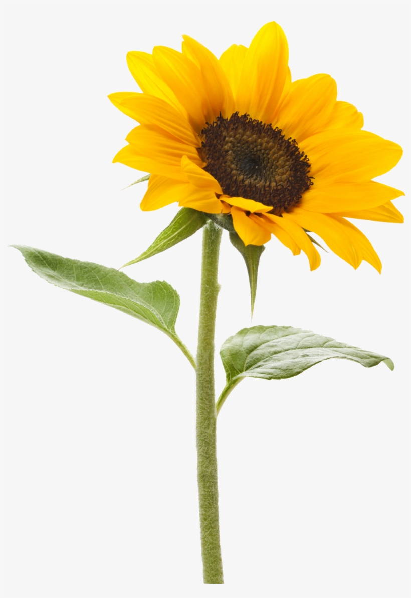 Download Free High Quality Sunflower Png Transparent - Transparent Sunflower, transparent png download