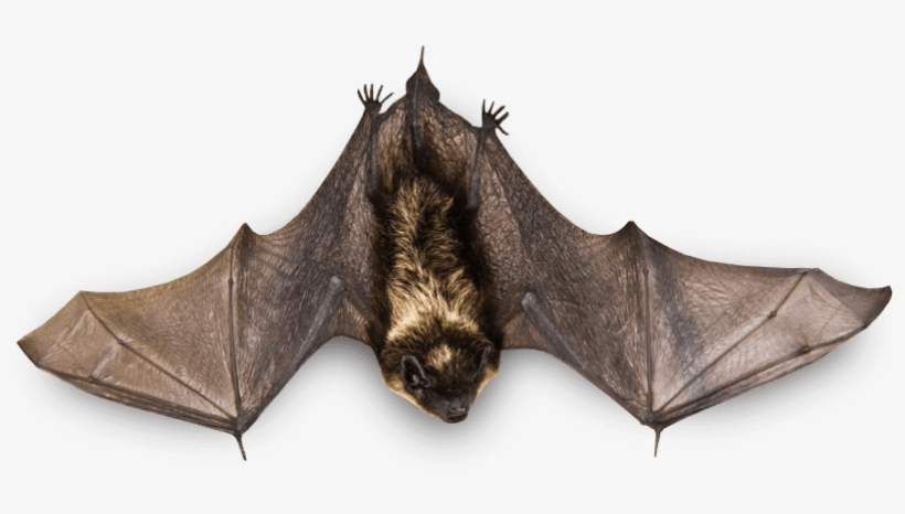 Free Png Bat Png Images Transparent - Bat On A Branch, transparent png download
