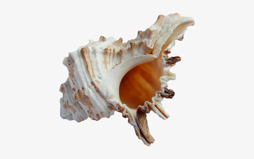 Ocean Sea Shell Png Transparent Image - Seashell Png Transparent, transparent png download