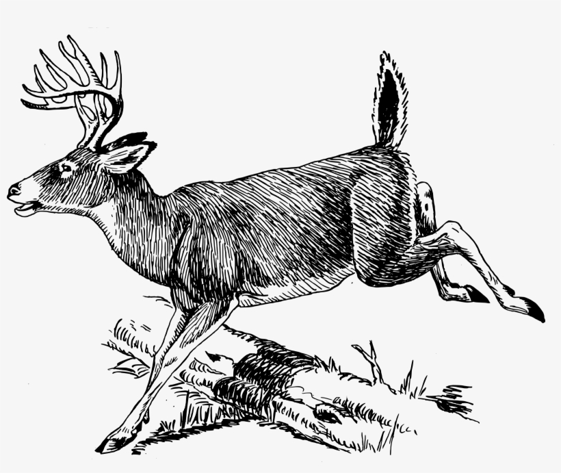 Deer Free Vector Whitetail Buck Black And White PNG Image