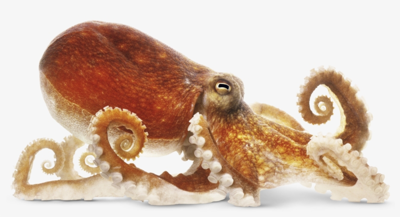 Octopus - Octopus Png, transparent png download