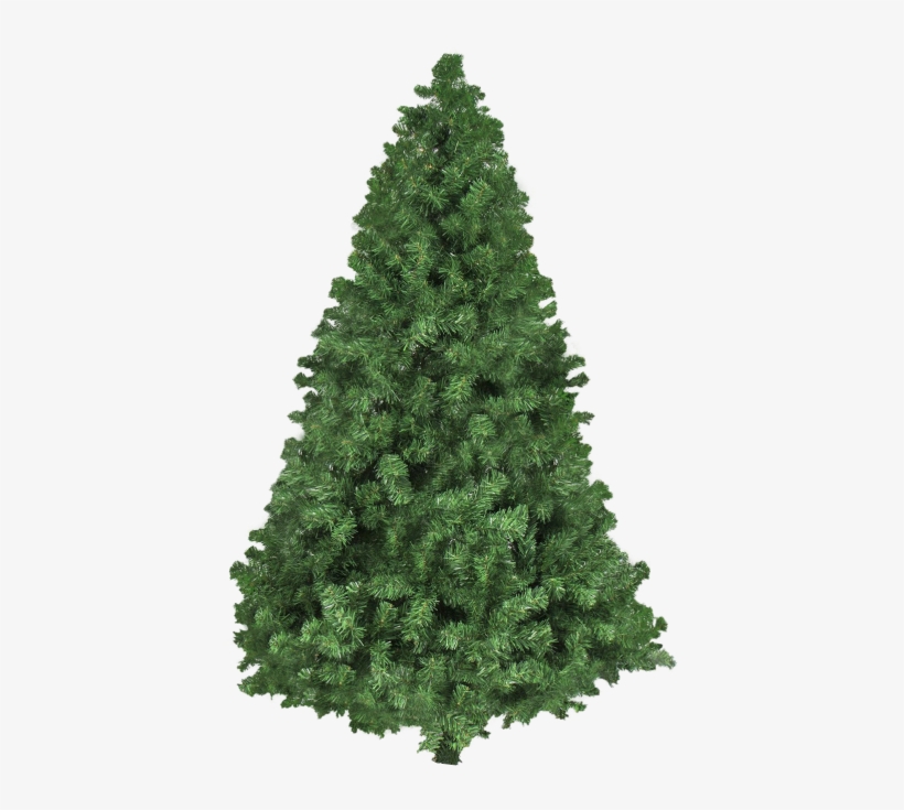 Christmas Tree Png Transparent Image - Real Christmas Tree Vector, transparent png download