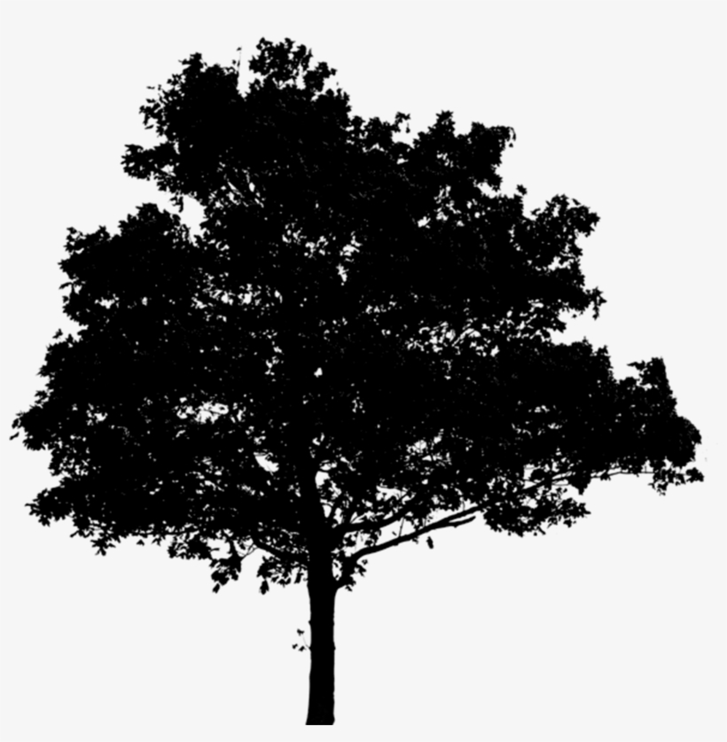 Tree Png, transparent png download