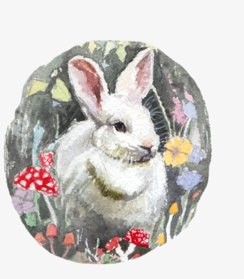 Snowshoe Hare, transparent png download