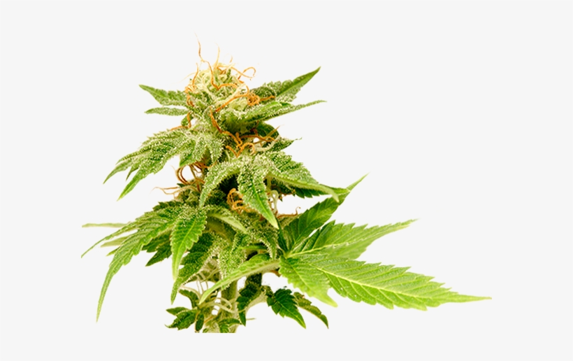 0 Comments - Flowering Weed Png, transparent png download