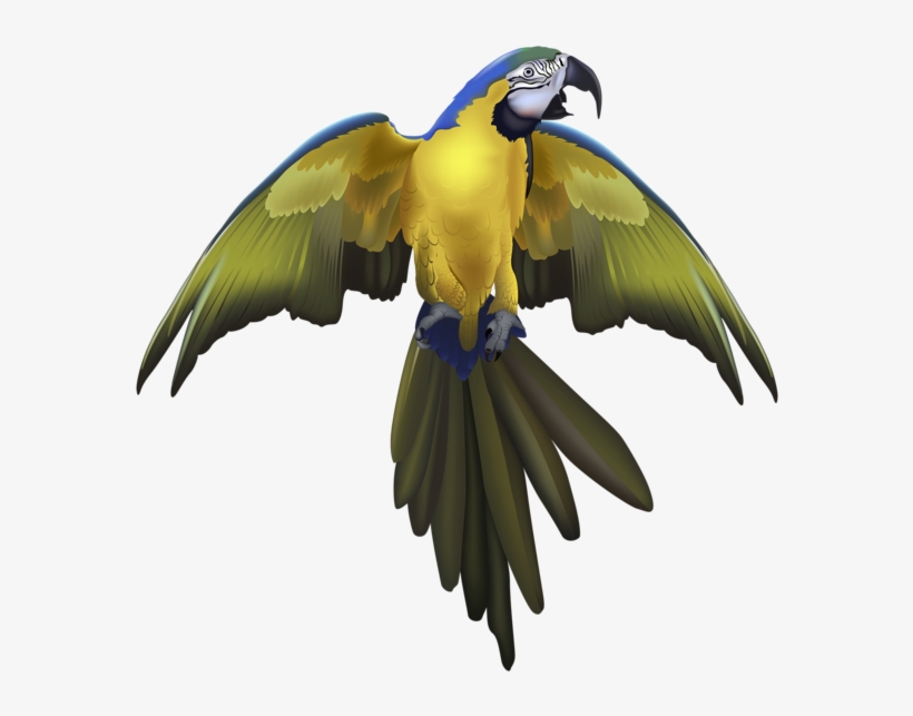 0, - Cafepress Pirate Parrot Round Coaster, transparent png download