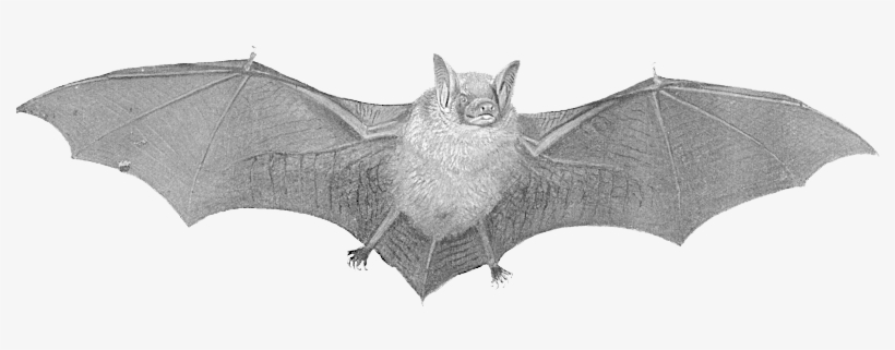 Clipart Bat Real Life - Bat Transparent, transparent png download