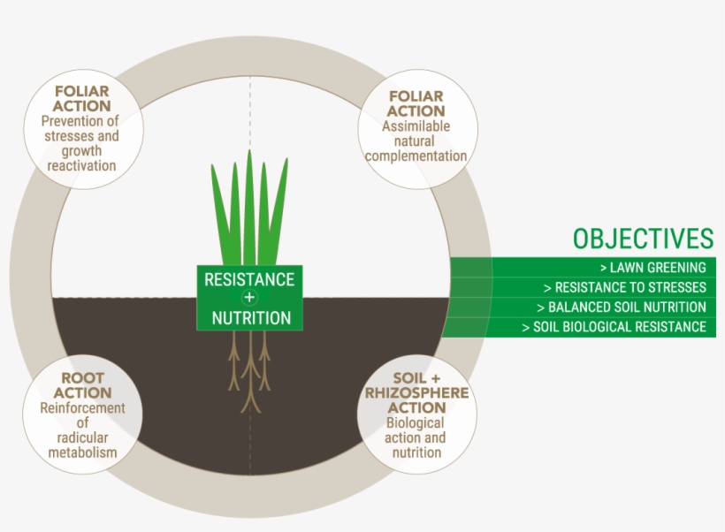 Ornamental Lawns And Turfgrass - Aesthetics, transparent png download