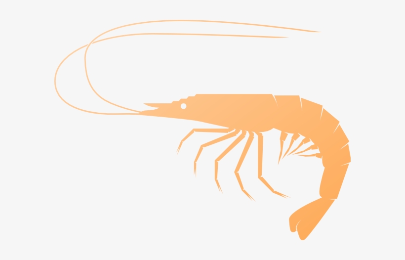 Shrimp Clip Art At Clker - Prawn Clipart Png, transparent png download