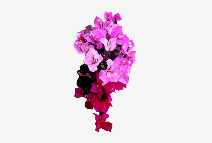 Thai Flower Clip Art - Bougainvillea Flower Png, transparent png download