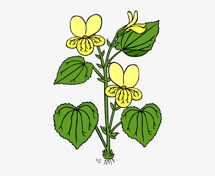 Wildflower Clipart Small Plant - Small Plants Clipart, transparent png download