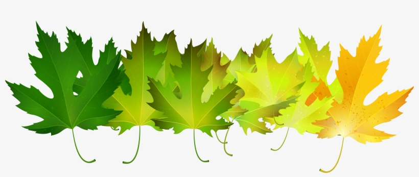 Autumn Leaves Transparent Clip Art Image Gallery - Maple Leaf, transparent png download