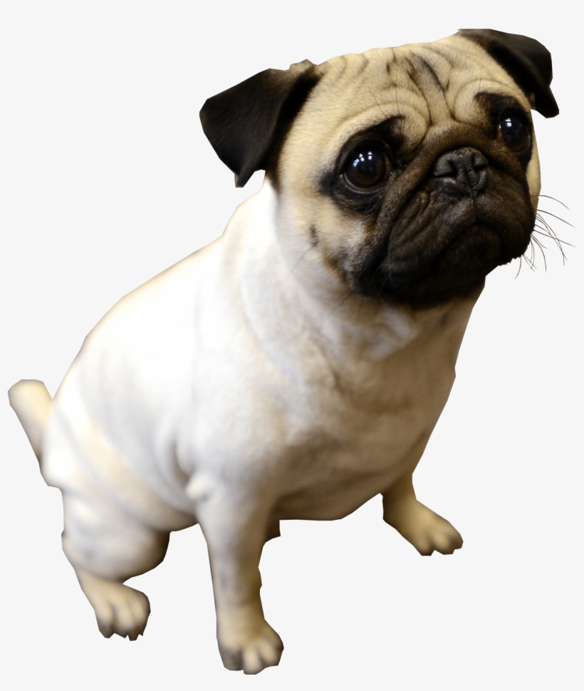 Pug Military, transparent png download