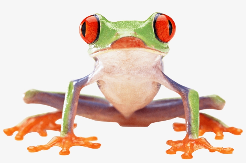 Crazy Green Frog Png Image - Tree Frog Png, transparent png download