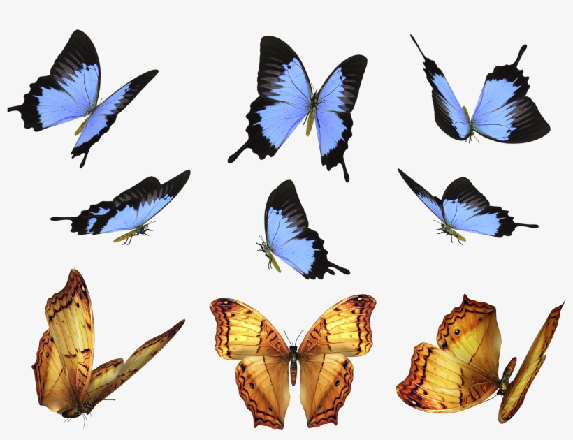 Photoshop Brush Watercolor Butterfly ~ Brushes ~ Creative - Cut Out Butterfly Photoshop, transparent png download