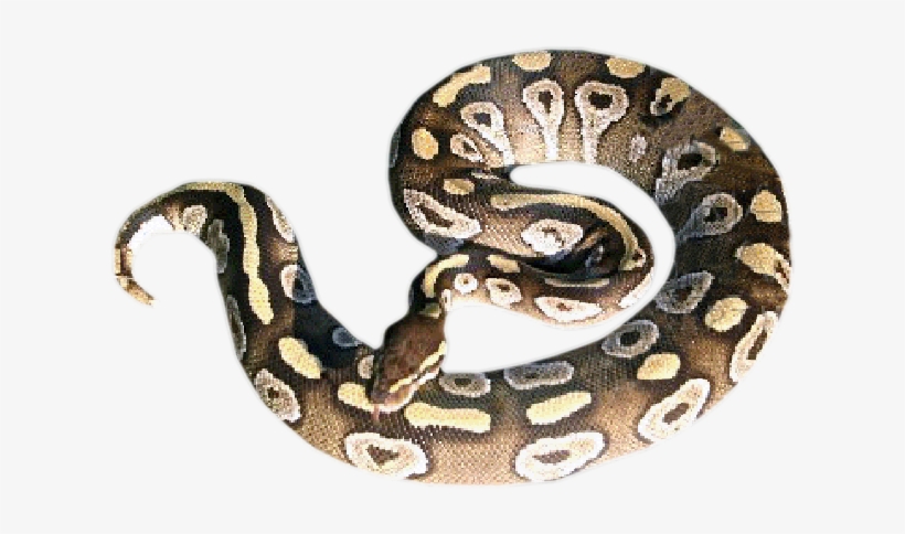 Mojave - Hognose Snake, transparent png download